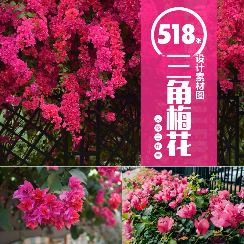 三角梅花卉素材大图春天开花九重葛红色紫色花瓣唯美春色图片