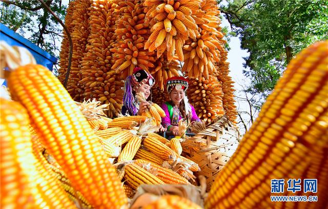 云南弥勒:玉米丰收扮靓村庄