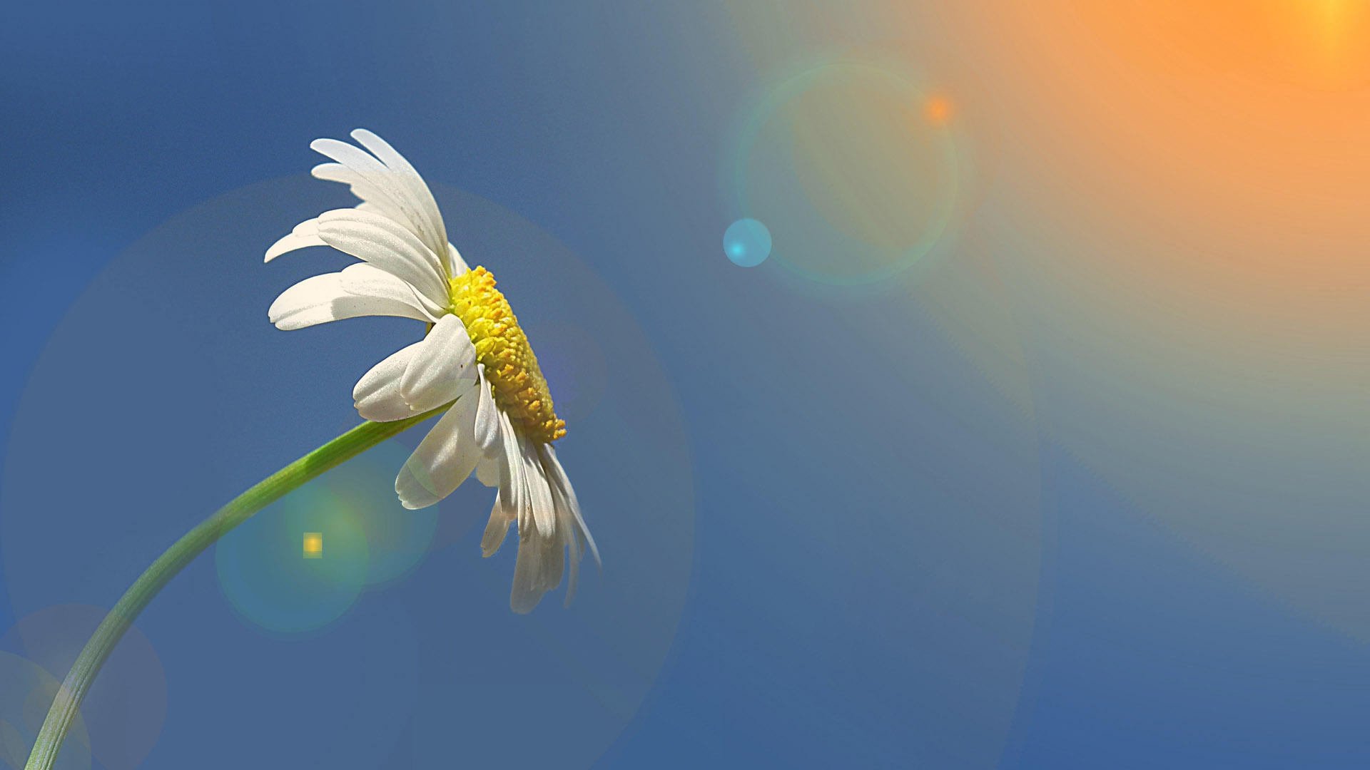 小清新白色花卉微距摄影图片桌面壁纸高清大图预览1920x1080_植物壁纸