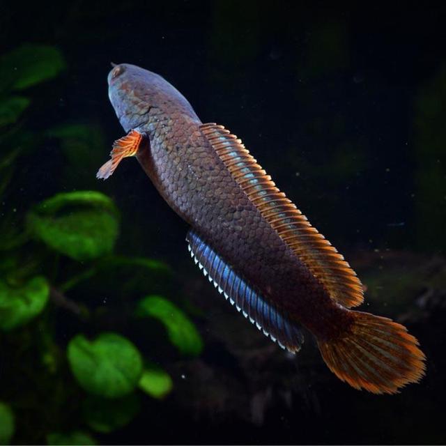 雷龙鱼主食饲料该怎么选择