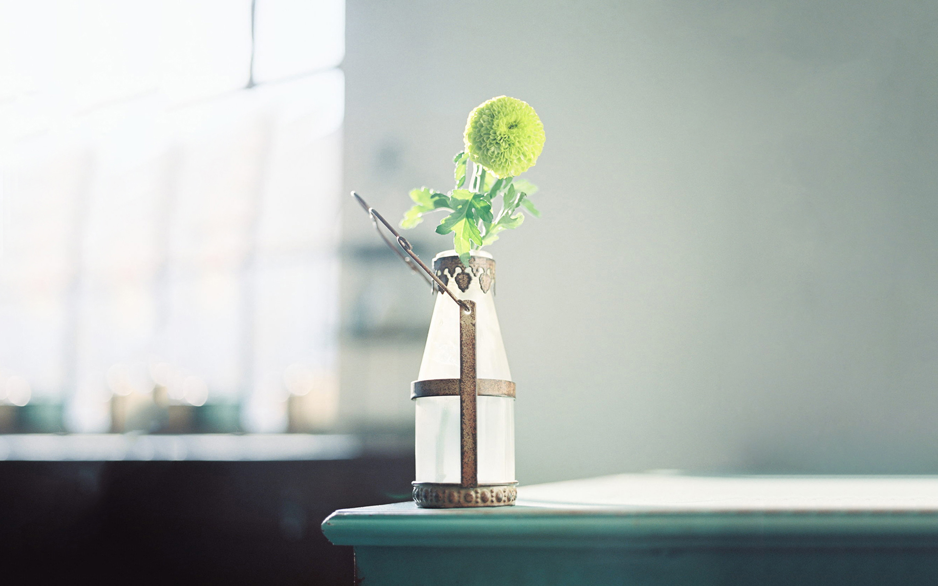 治愈系植物高清唯美高清桌面壁纸