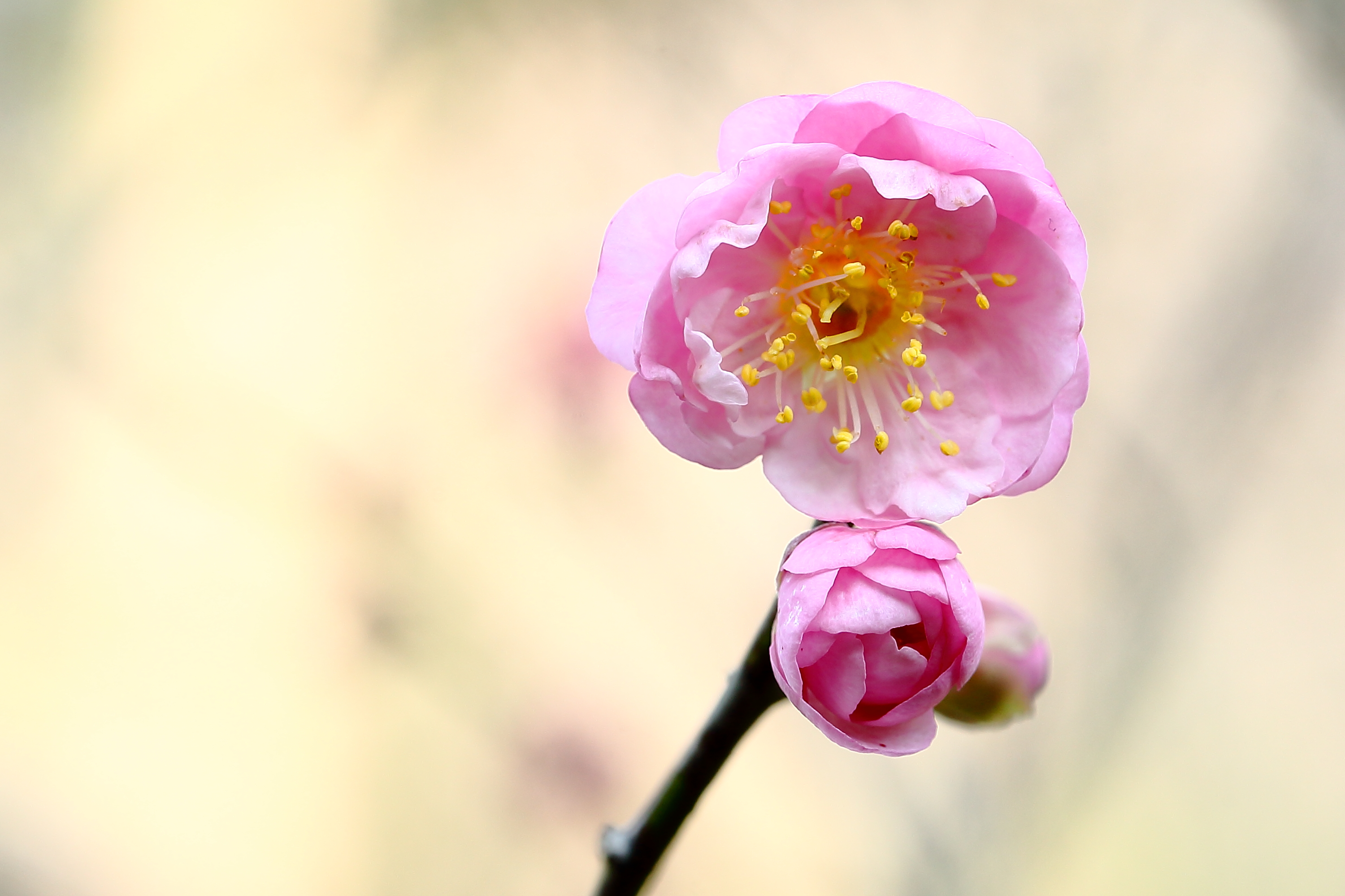 宫粉梅花贺新春