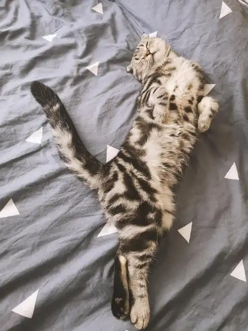 有没有折耳猫活得好好的不发病的例子?