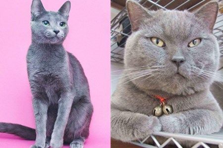 俄罗斯蓝猫和英国短毛猫的区别,作为铲屎官的你知道吗?