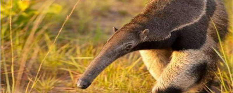 巨型食蚁兽的天敌