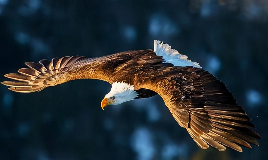 白头海雕如何成为了美国的国鸟,富兰克林曾建议用火鸡代替白头海雕.
