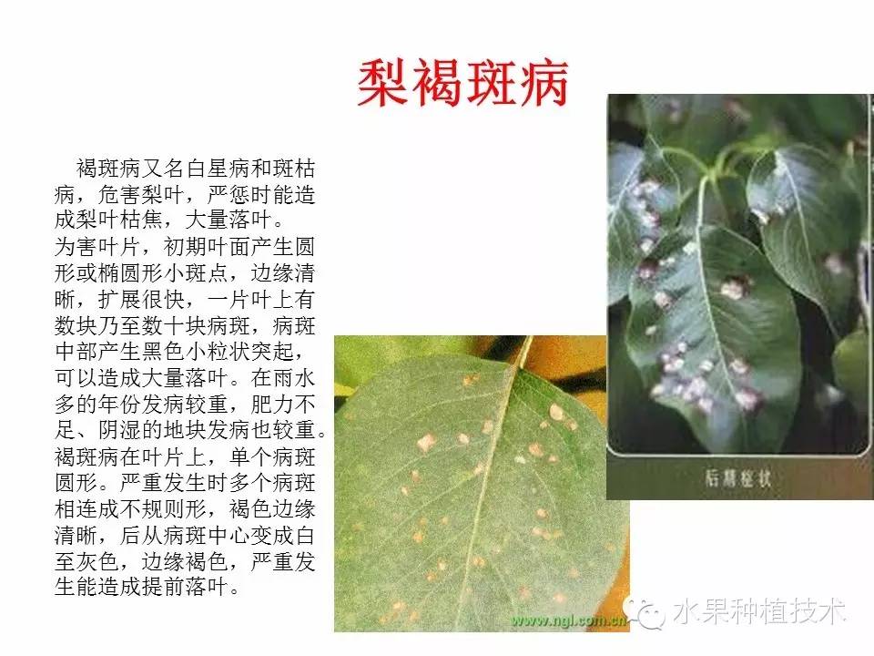 梨树病虫害图谱防治资料大全