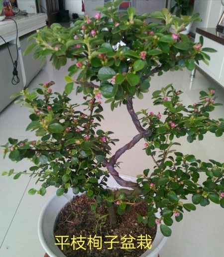 又名栒刺木,岩楞子,山头姑娘(四川土名),平枝灰栒子(华北经济植物志要