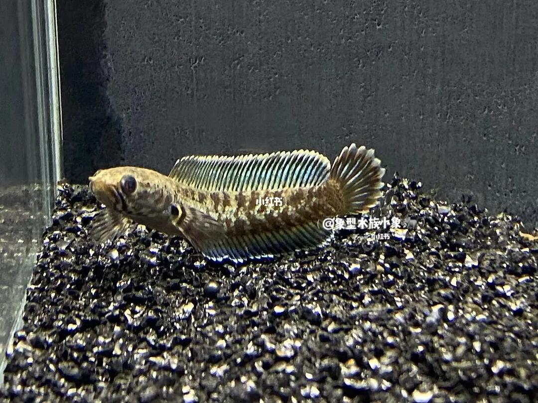 雷龙鱼  #鱼  #阿萨姆奶茶雷龙鱼