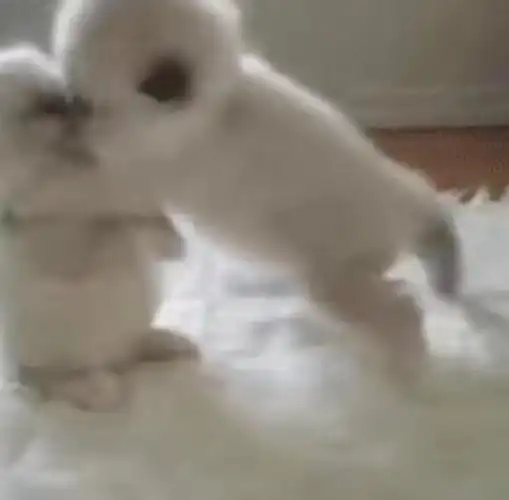 朋友们有没有两只小猫咪一起玩闹()的梗图