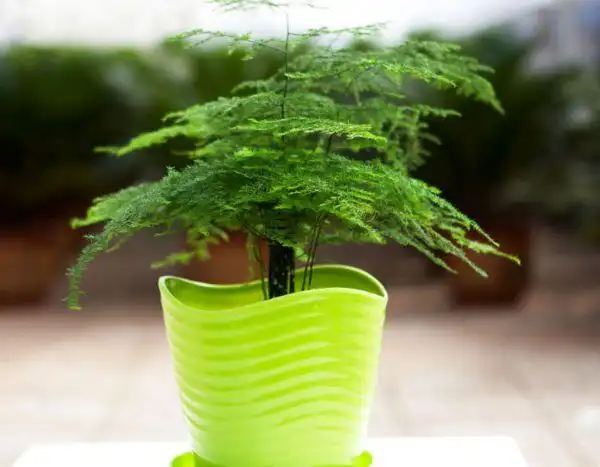 矮文竹怎么养才能矮壮