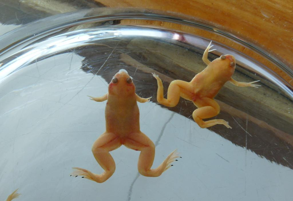 小金蛙可以吃什么?