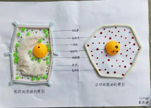 实践活动展生物魅力——东城中学第二届生物标本模型比赛简报