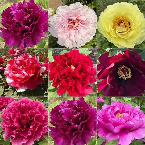 养花我熟给大家推荐8种优秀的牡丹品种