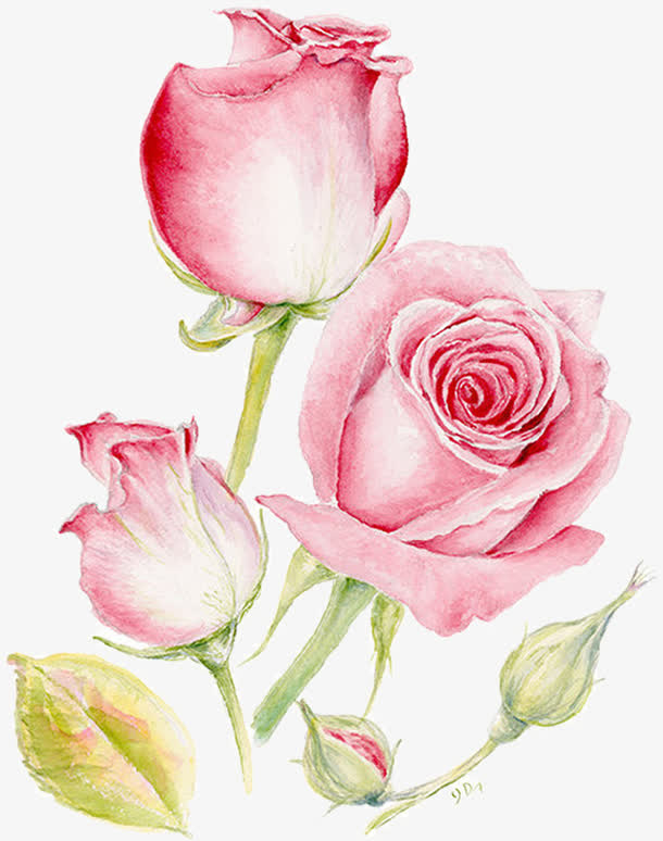 粉色水彩玫瑰花朵
