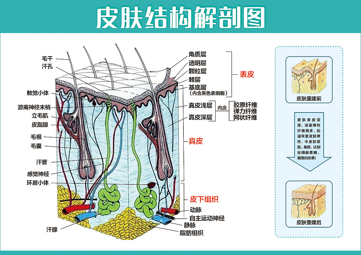 皮肤的结构你了解多少?
