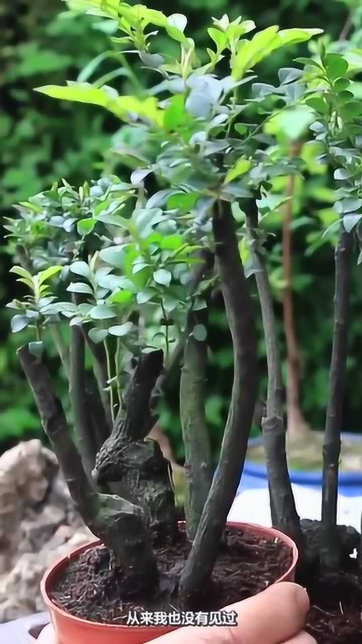 小叶紫檀和黑骨茶到底该如何区分听听大叔怎么说