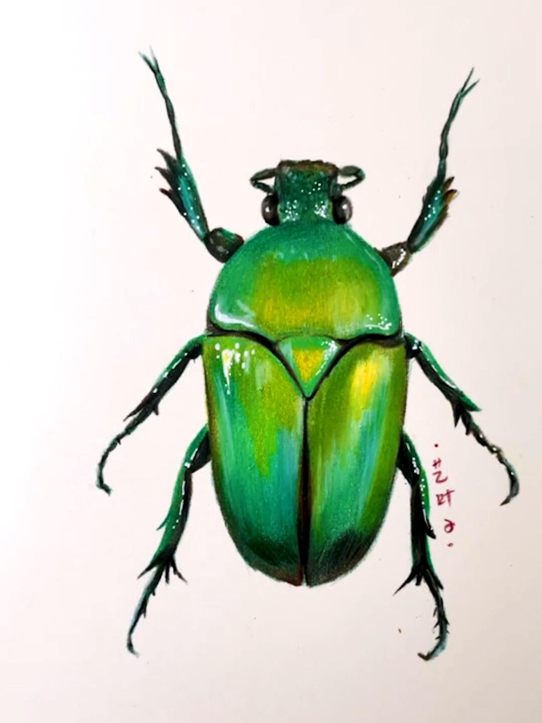 五分钟教你画超写实的彩铅甲壳虫