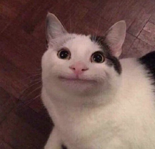 假笑的猫咪近期斗图表情包精选斗图表情