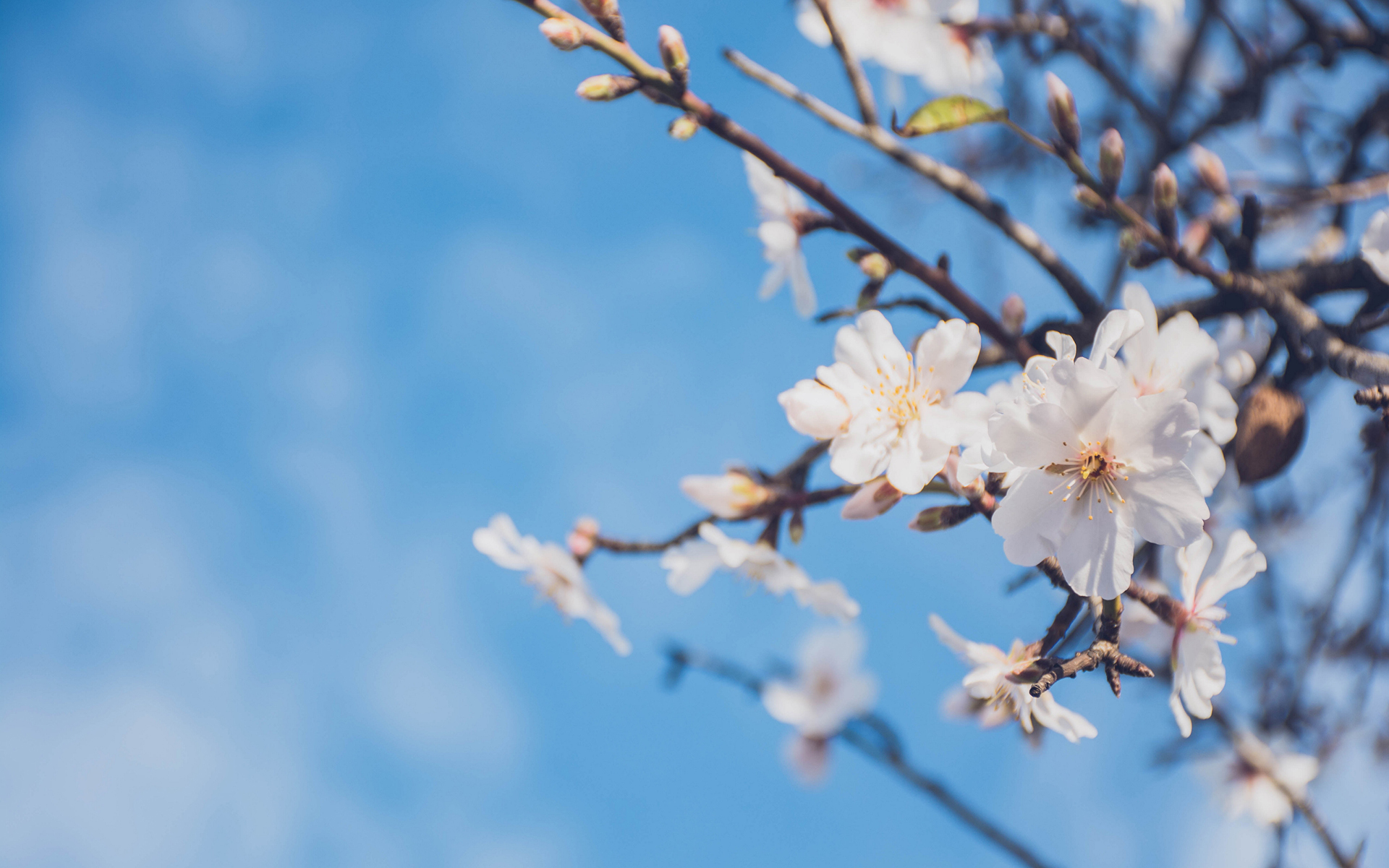 樱花唯美风景高清图片桌面壁纸