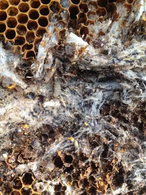 有此巢虫,以后不再养蚕宝宝了