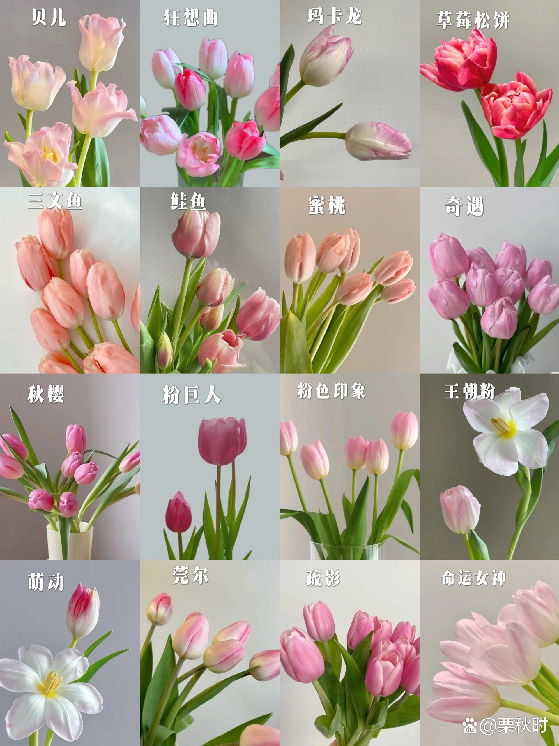 一次性认识16种粉色郁金香93