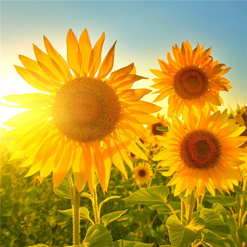 微信最吉利的好看头像风水好聚财转运的最吉利头像图片