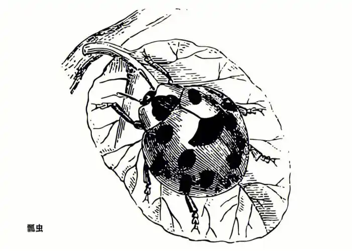 昆虫黑白线描
