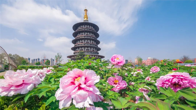 来啦洛阳2022年4月牡丹花会将要到来为迎接游客将会做这些准备