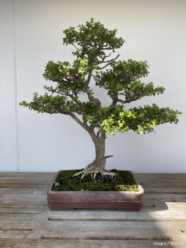 黄杨盆景怎么养,才能让根系和树干快速长粗,并控制住树高呢?