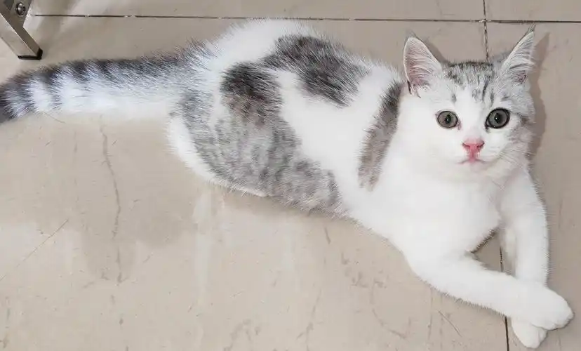 10月6日深圳市罗湖区罗湖区领养美短,美国短毛猫,起司猫【领养启示