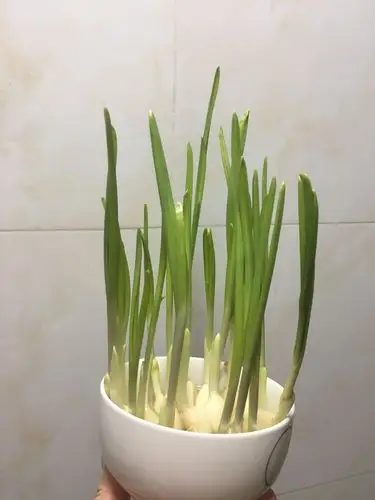 其它 一年三班王浩羽无土栽培蒜苗 写美篇选用发芽的大蒜来做无土栽培