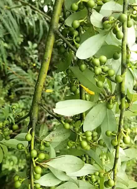 木香子芳香化食理气