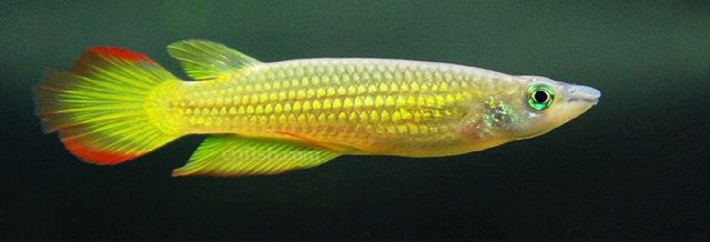 黄金鳉从它的色彩我们可以看出它强悍不温驯的性格