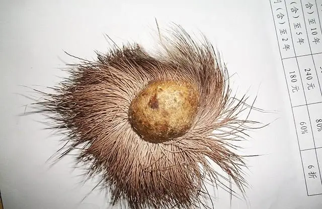 一种神秘药物,成为后宫的"堕胎"良药,雍正曾下旨作重要批示_麝香_宫廷