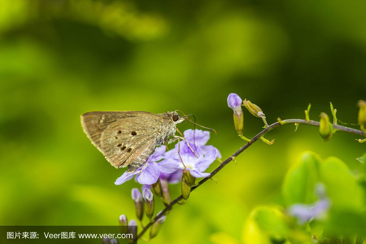 银蝶(银蝶科)花蝴蝶