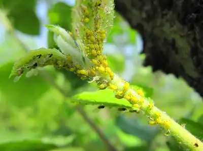 西府海棠的常见虫害 - 海洋花卉网