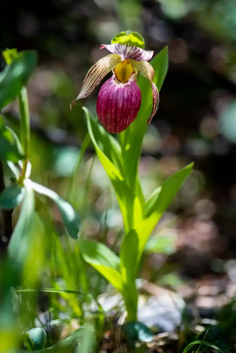 杓兰.杓兰属"cypripedium"来源于希腊文,由"cy - 抖音