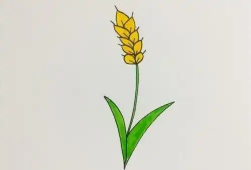 小麦简笔画图画大全 小麦简笔画怎么画