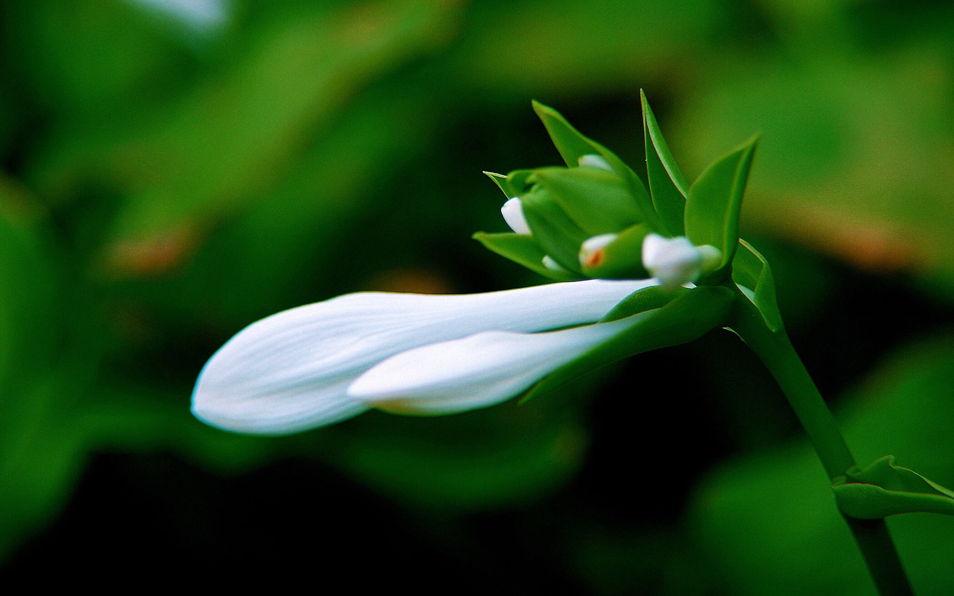 绿色养眼植物嫩芽高清桌面壁纸