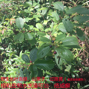 汉哥野生中药材长叶冻绿 苦李根 过路黄 山六厘 梨罗根 黄药鼠李