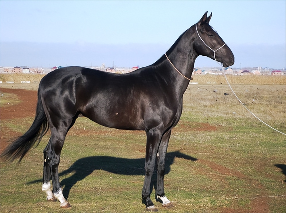 远去的汗血马-阿哈尔捷金马的历_土库曼斯坦_沙漠_品种