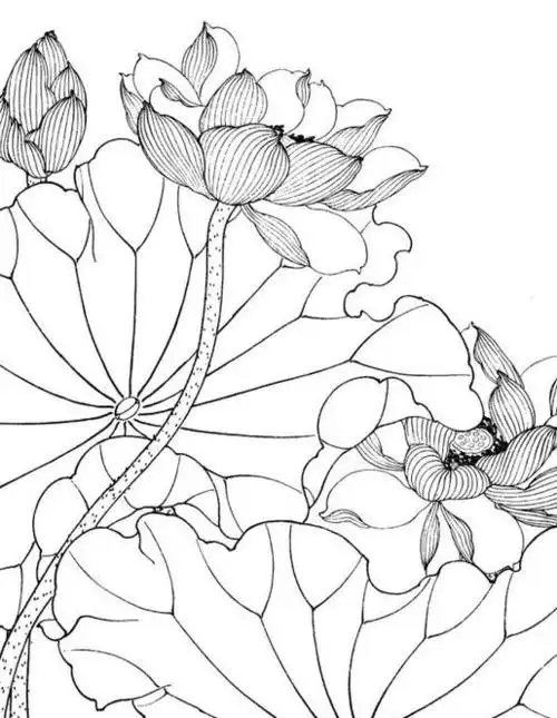 简单工笔画花鸟图片荷花