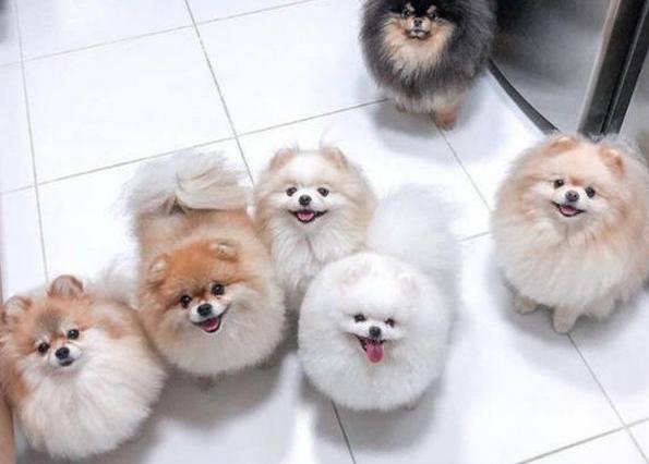 博美犬有异味正常吗?形成的原因是什么?该如何处理呢?