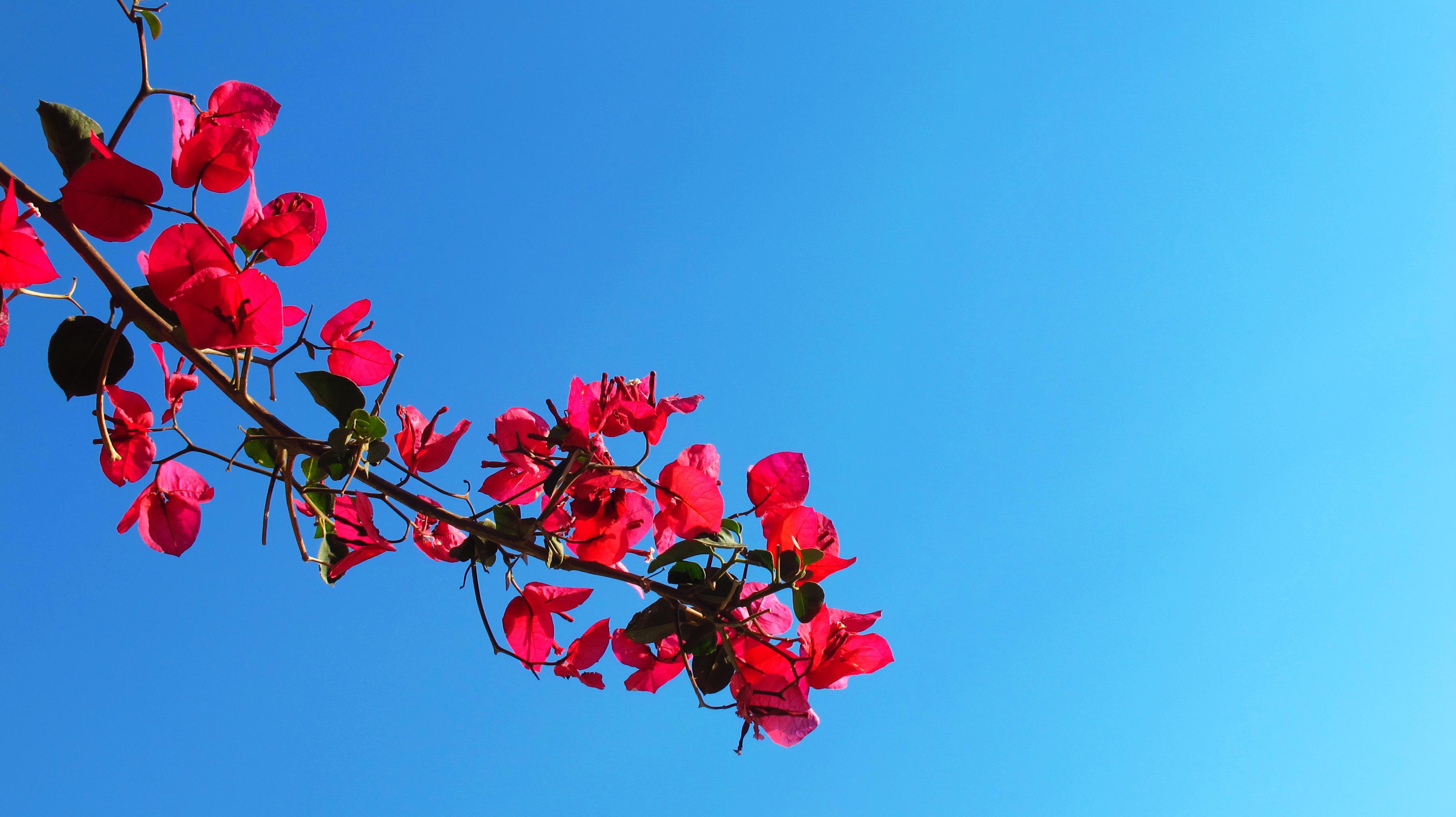 烈艳三角梅,纯粹蓝色天