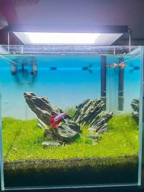 求分享30方缸造景美图