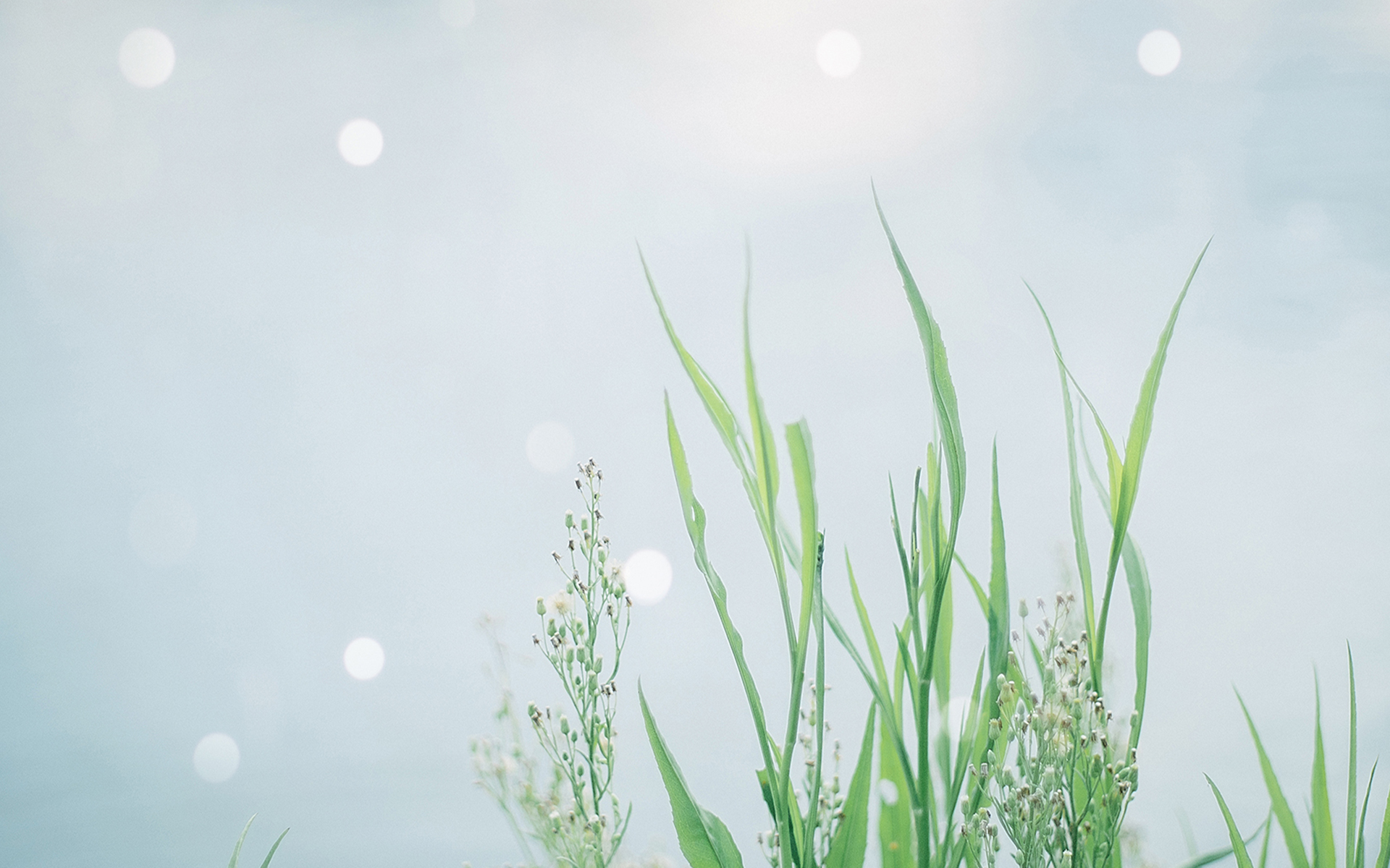 小清新唯美高清图片电脑桌面壁纸