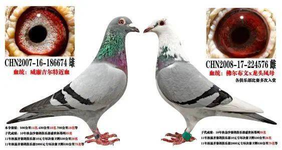 一雄配多雌的好处和做法!_鸽子