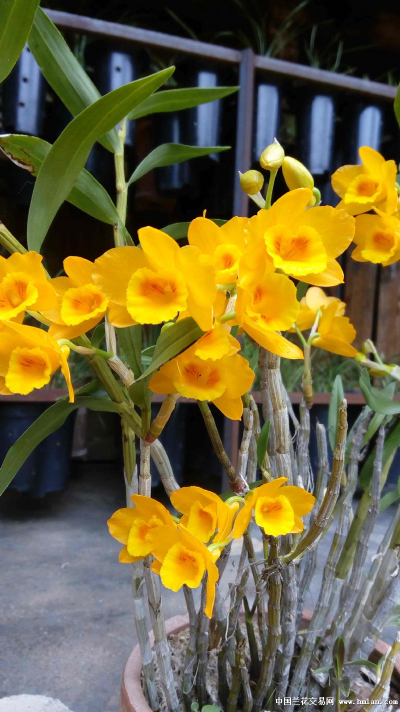 石斛兰-中国兰花交易网社区