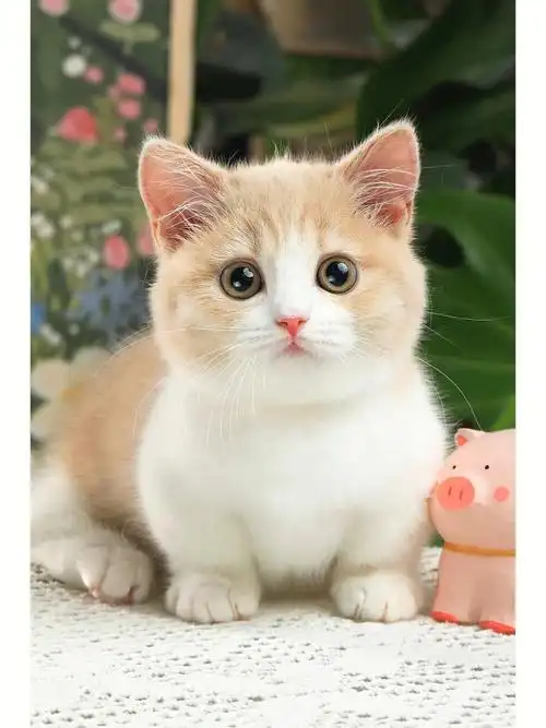 02乳白矮脚妹妹